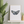 Mariposa. Original Print.